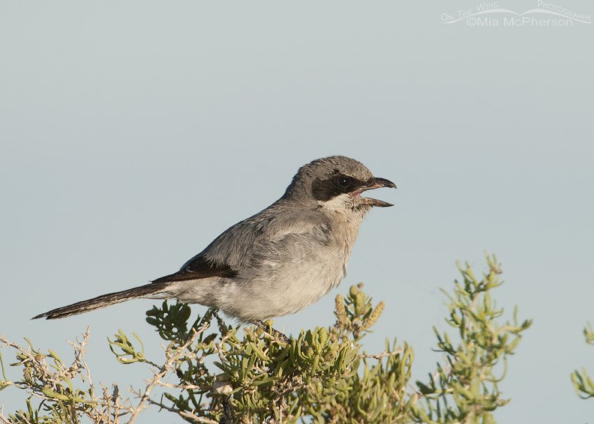 Messy adult Loggerhead Shrike calling