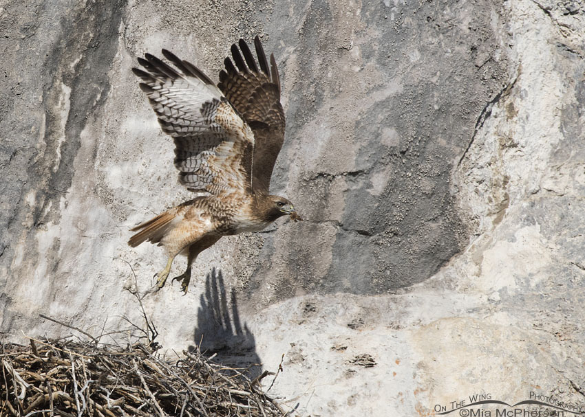 Red-tailed Hawk lift off with nesting material