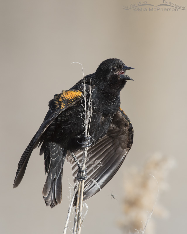 Singing first spring Red-winged Blackbird male