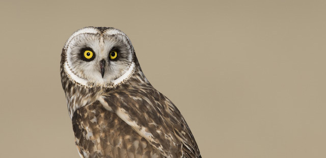 short-eared-owl-nictitating-membrane-on-the-wing-photography