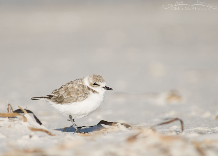 Snowy Plover warming in the sun