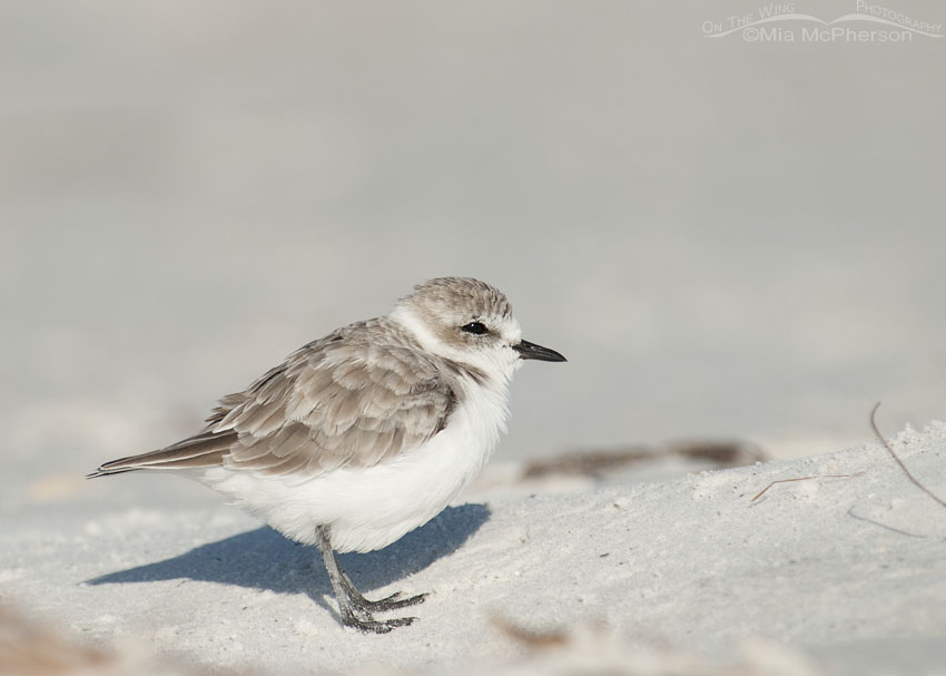 Snowy Plover at ease