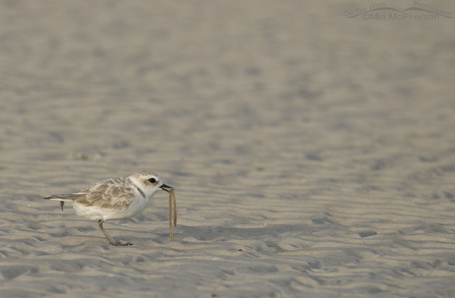 Snowy Plover with marine worm