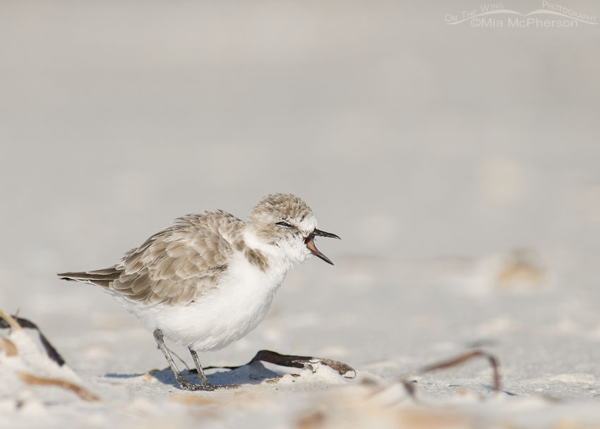 Snowy Plover caught mid yawn