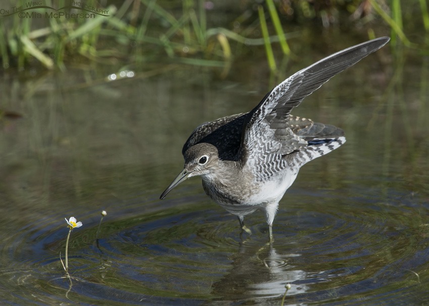 Solitary Sandpiper wing lift