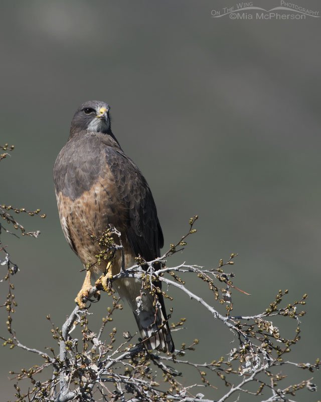Swainson's Hawk perched on a budding tree