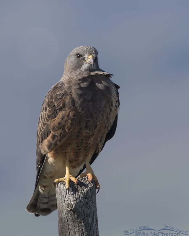 Adult Swainson's Hawk close up