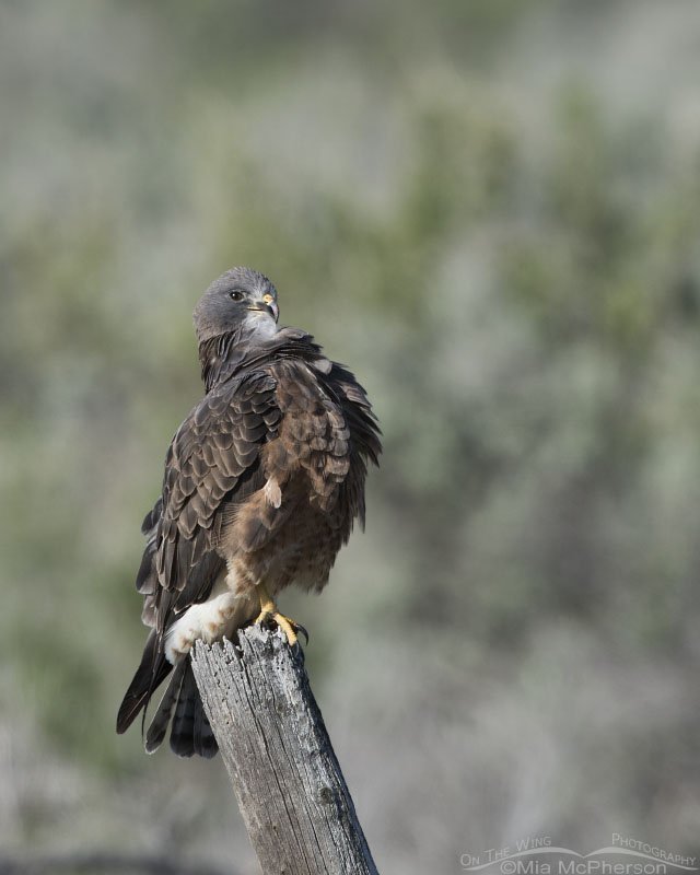 Adult Swainson's Hawk preening