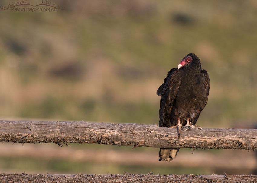 Turkey Vulture at sun rise