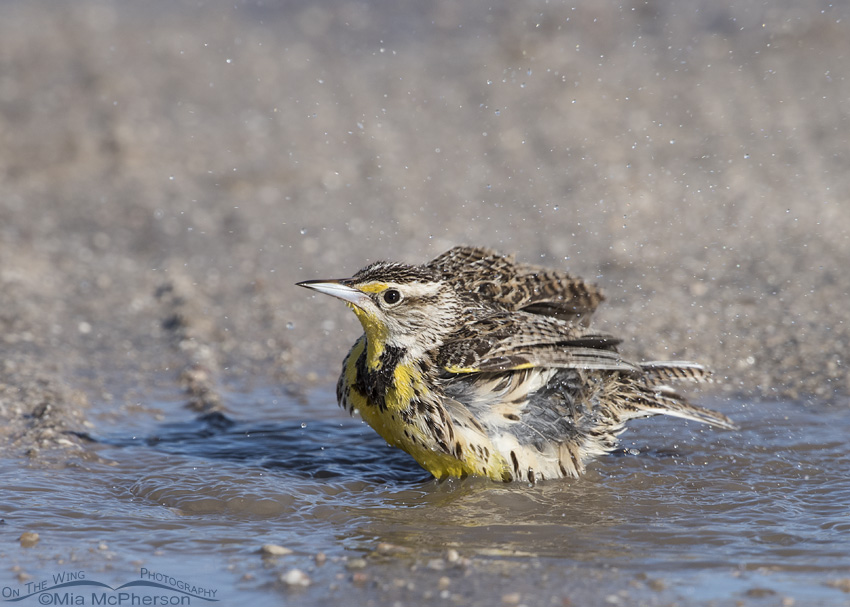 Western Meadowlark splashing in a puddle