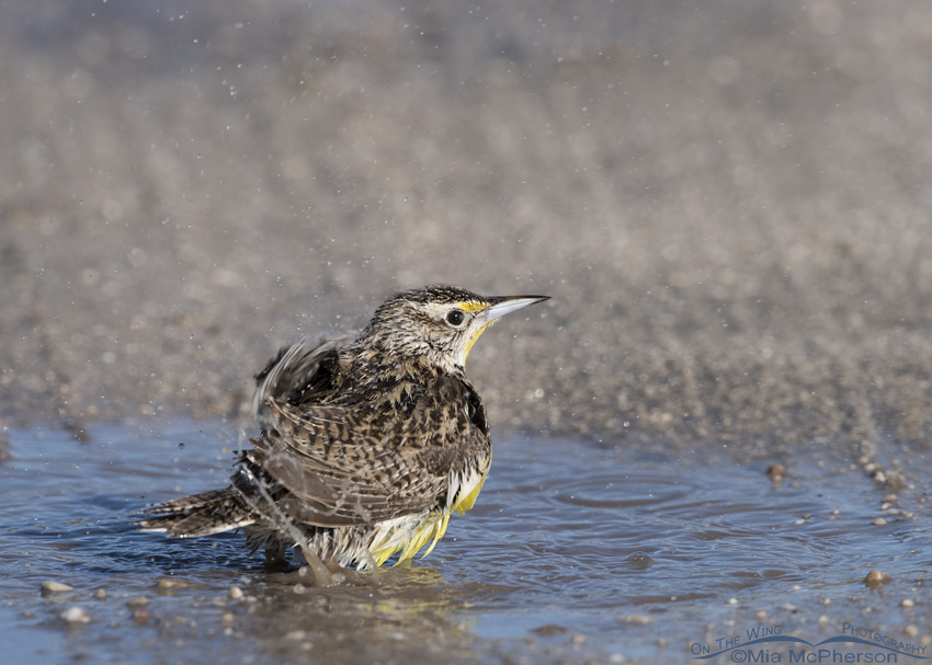 Western Meadowlark flinging water off with its wings