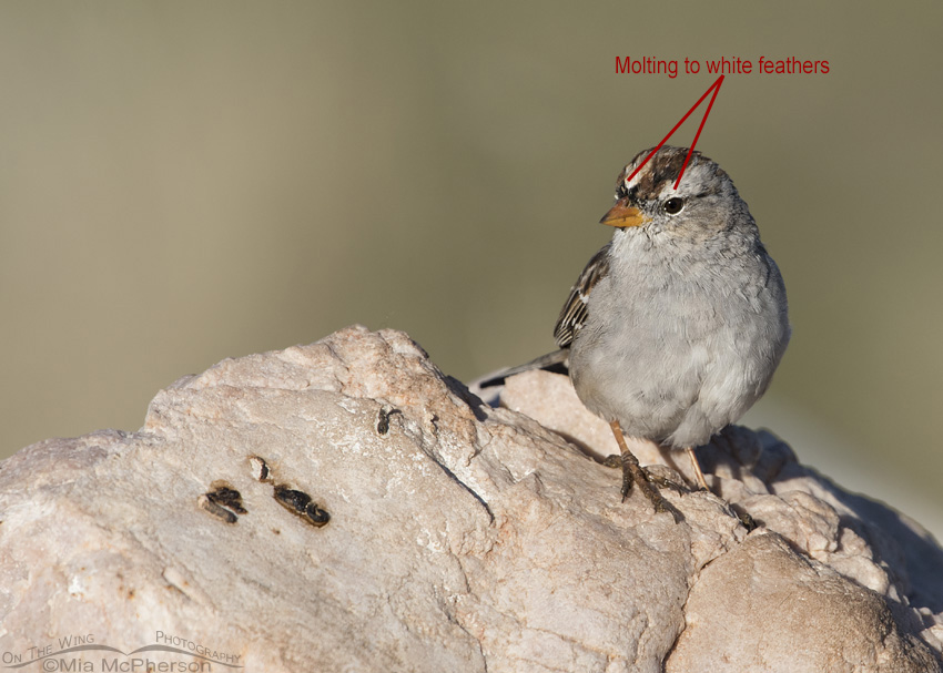 White-crowned Sparrow immature showing molting feathers