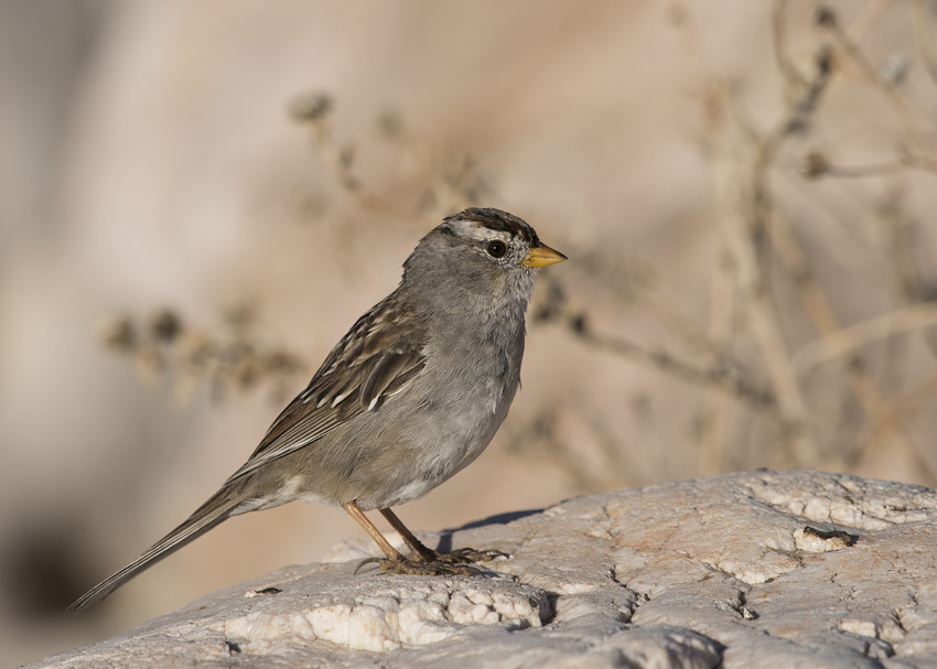 Molting immature White-crowned Sparrow side view