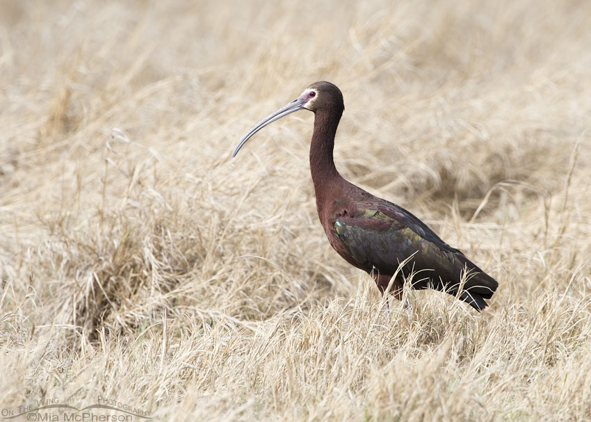 White-faced Ibis in a marsh