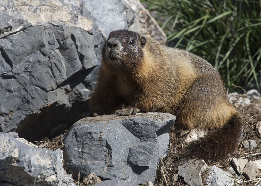 Adult Yellow-bellied Marmot