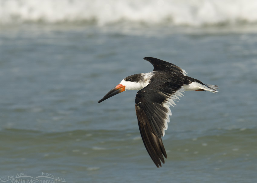 Black Skimmer flight along shoreline