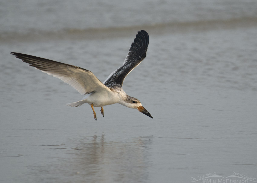 Juvenile Black Skimmer landing on the Gulf