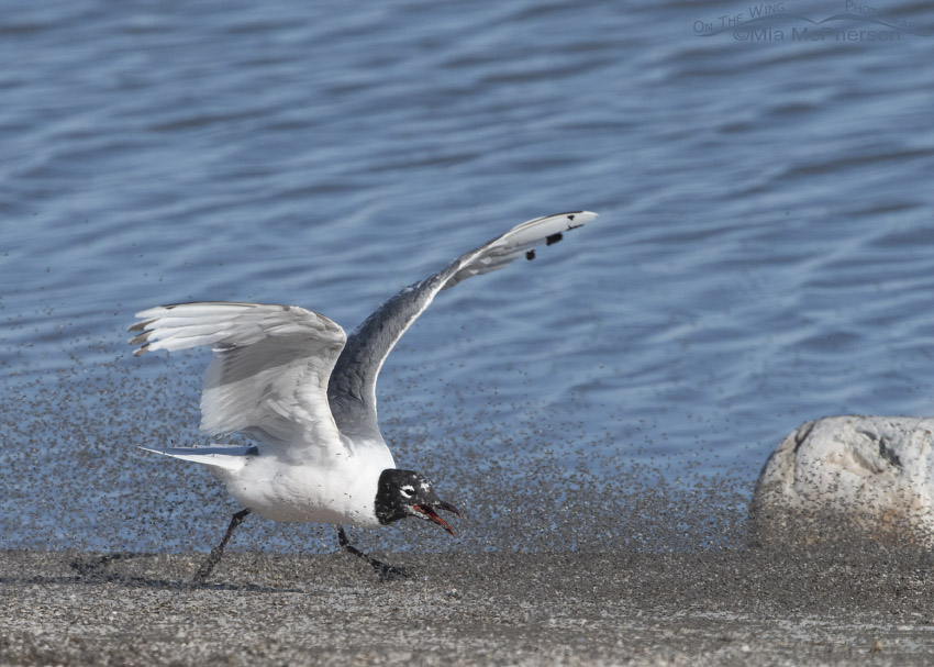 Franklin's Gull chasing Brine flies, Antelope Island State Park, Davis County, Utah