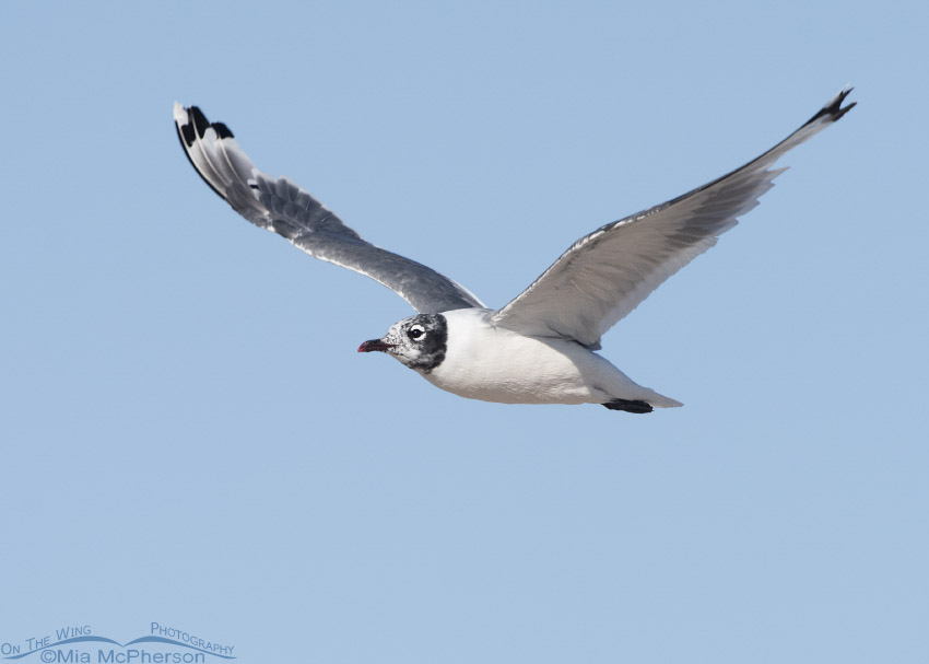 Franklin's Gull molting to nonbreeding plumage, Antelope Island State Park, Davis County, Utah