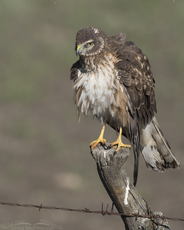 Rousing young Northern Harrier