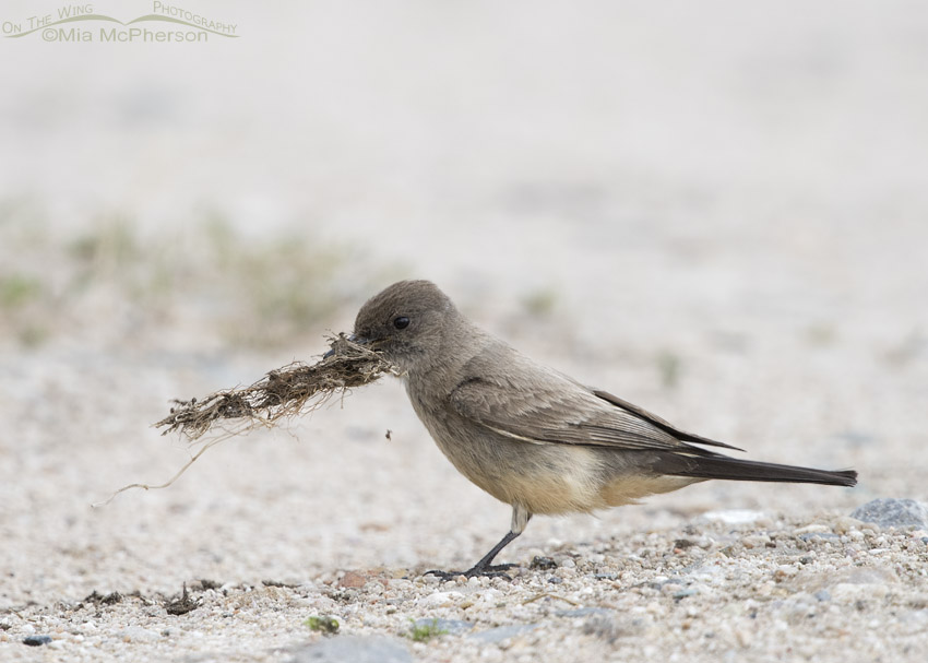 Say's Phoebe with nesting material