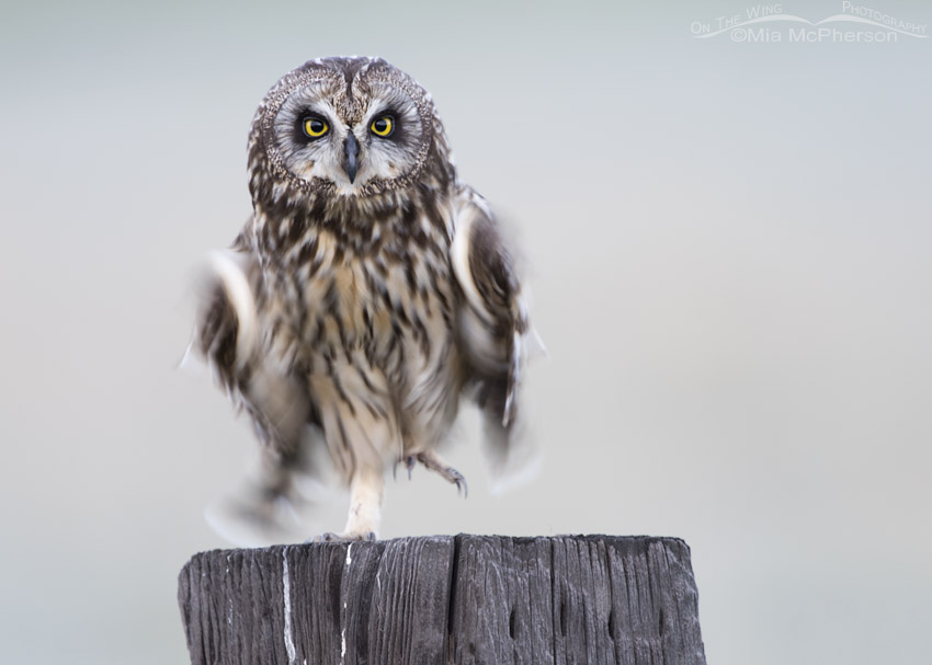 Female Short-eared Owl Blur