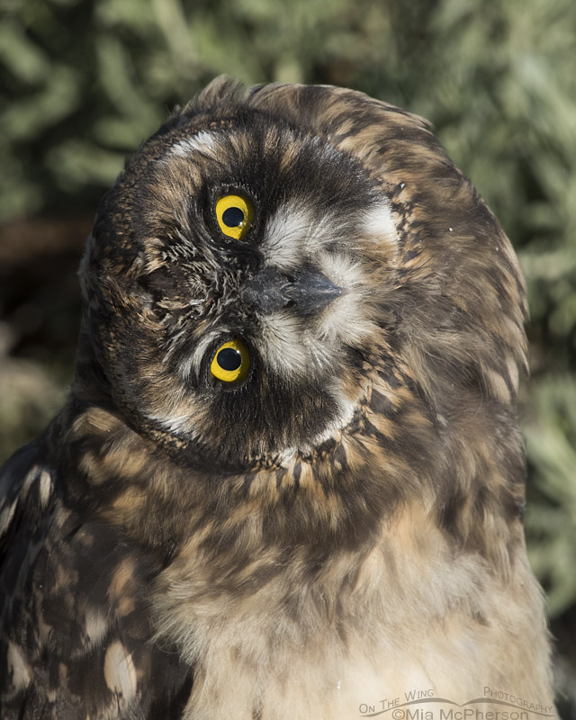 Short-eared Owl chick parallaxing