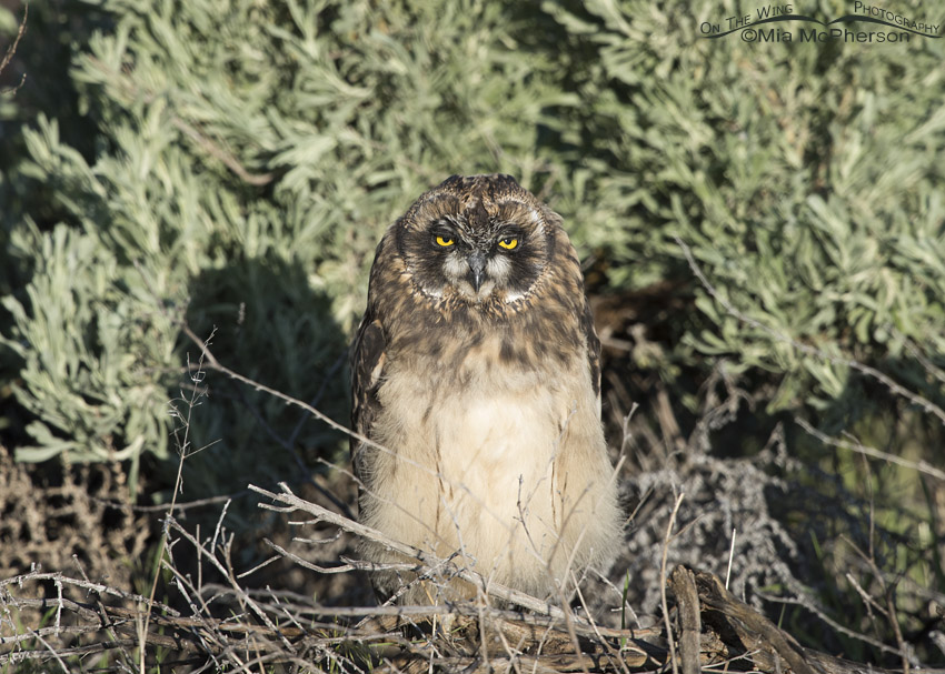 Short-eared Owl chick in front of sage