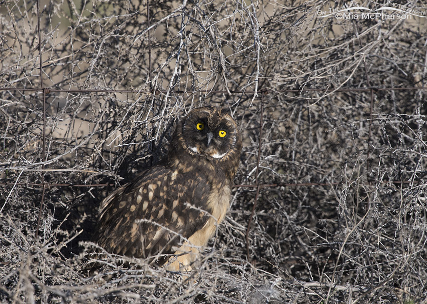 Fledgling Short-eared Owl with Tumbleweeds
