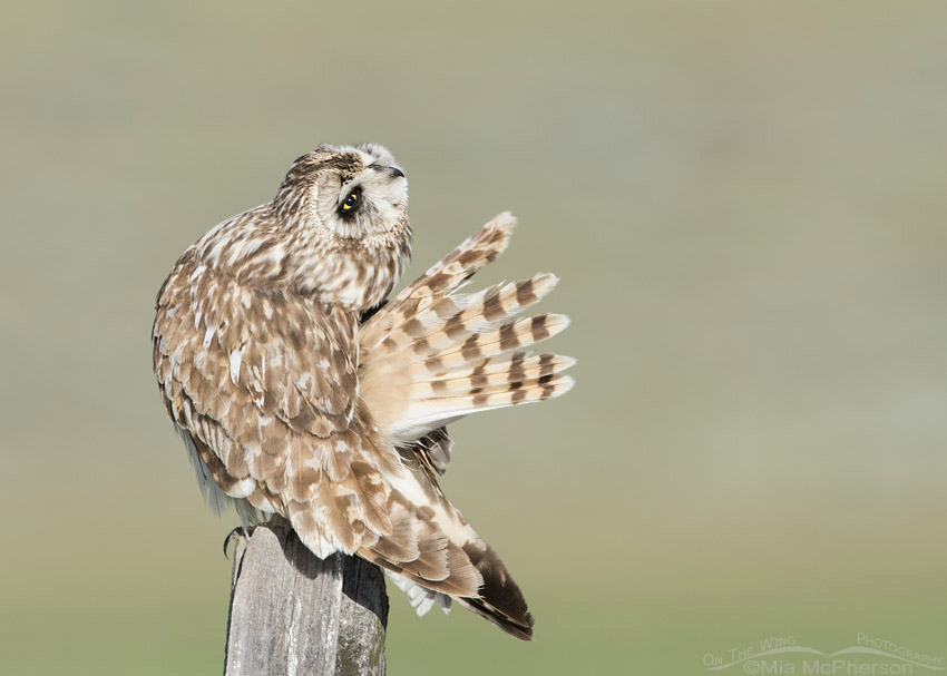Preening Short-eared Owl male with spread tail