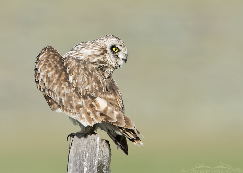 Short-eared Owl looking backwards