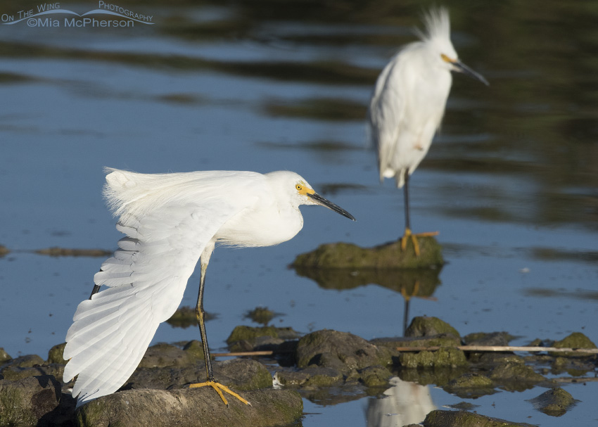 Pair of Snowy Egrets at Bear River MBR in Box Elder County, northern Utah