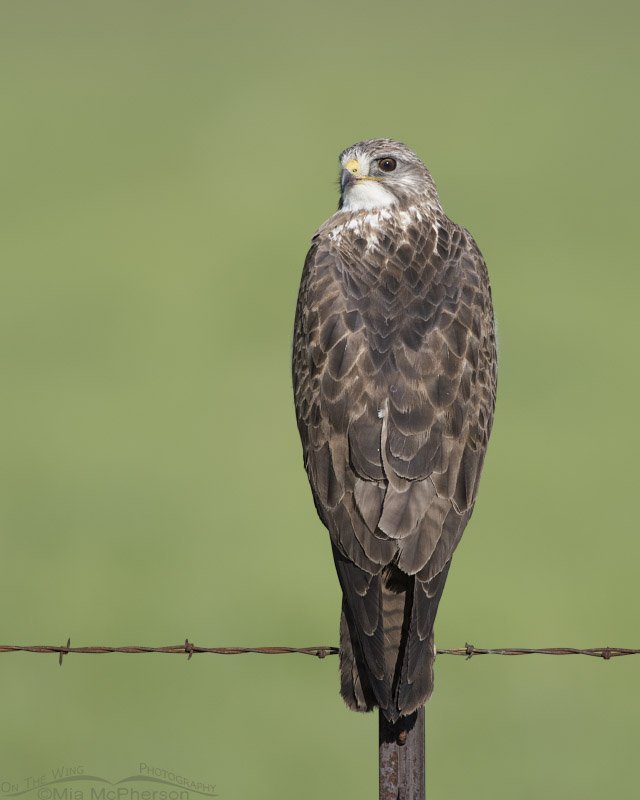Swainson's Hawk and a field of green