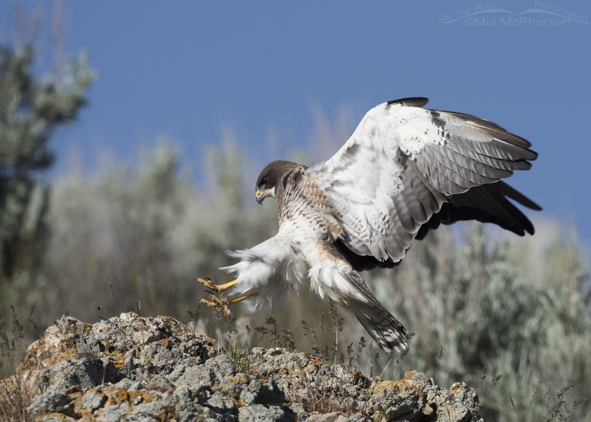 Male Swainson's Hawk landing with talons reaching out