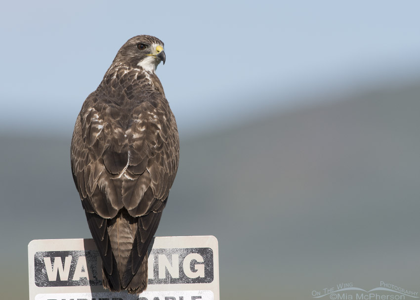 Swainson's Hawk on Warning Sign