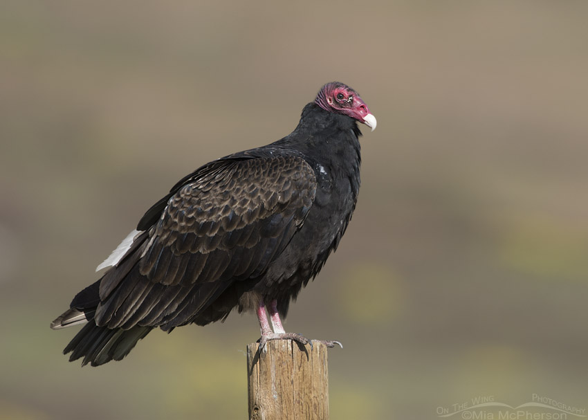 Adult Turkey Vulture side view