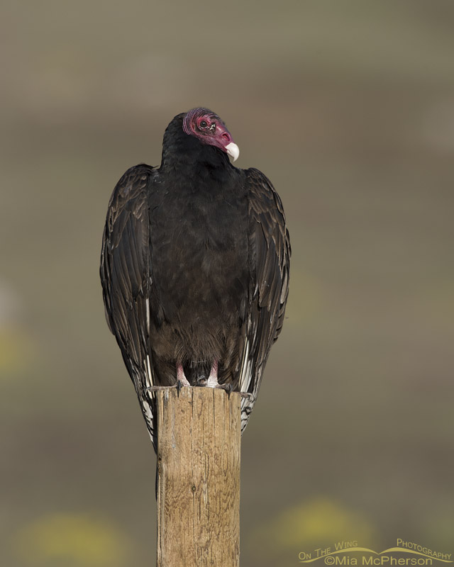 Cooperative Turkey Vulture
