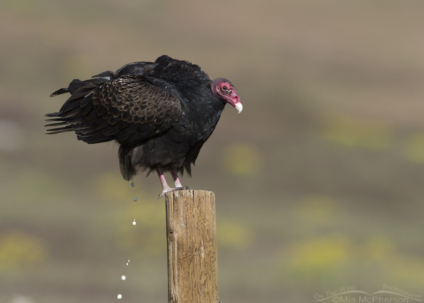 Pooping Turkey Vulture