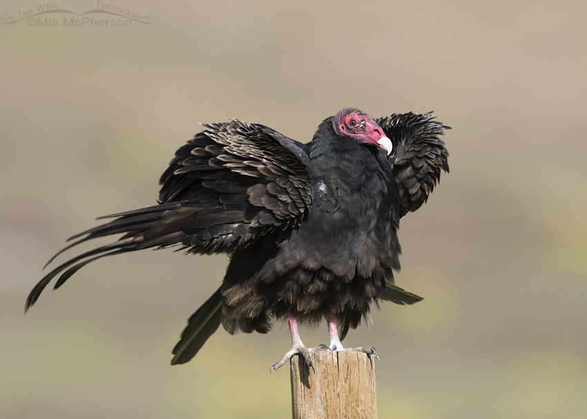 Turkey Vulture rousing