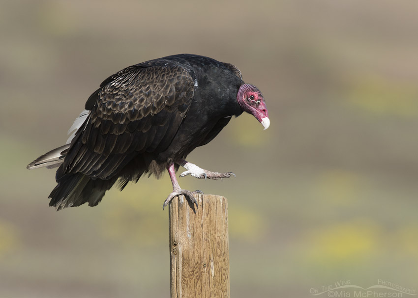 Turkey Vulture on one foot