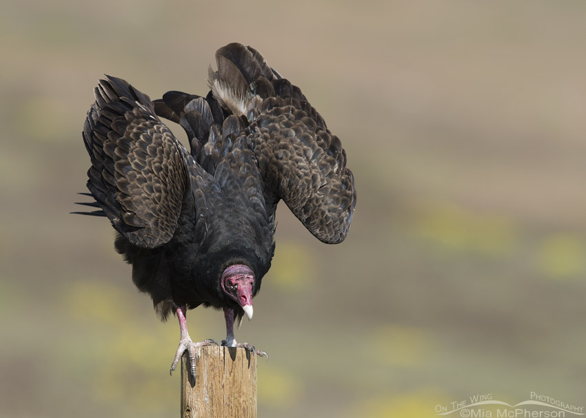 Turkey Vulture with raised wings