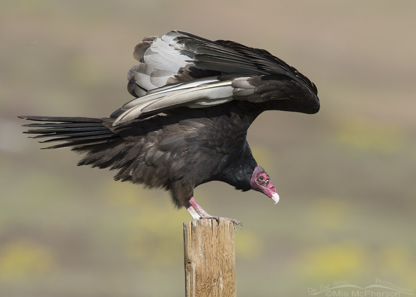 Turkey Vulture wing lift