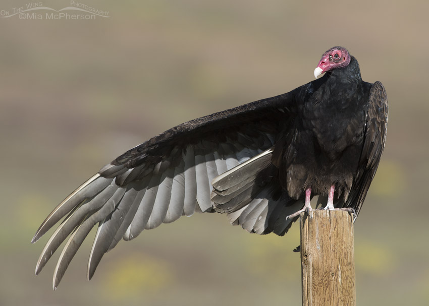 Turkey Vulture stretching one wing