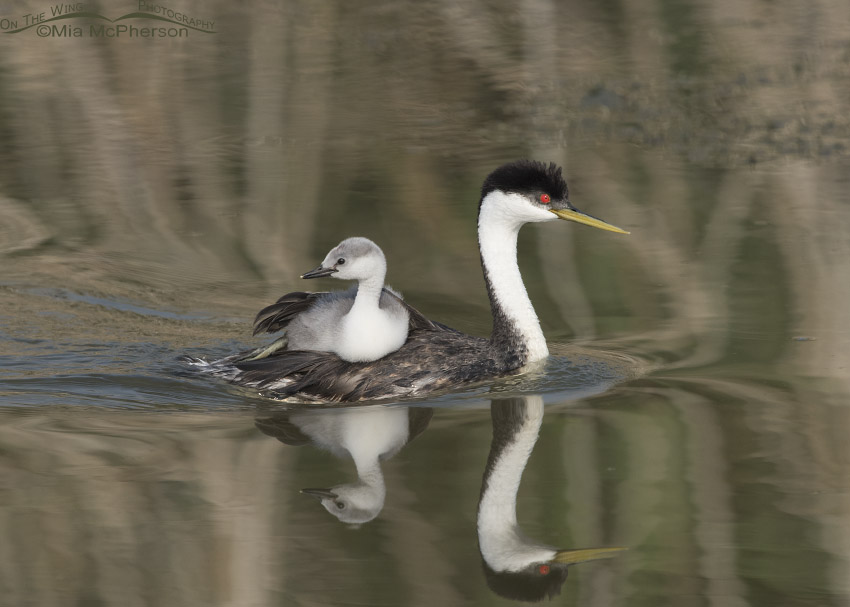 Western Grebe back-brooding large chick