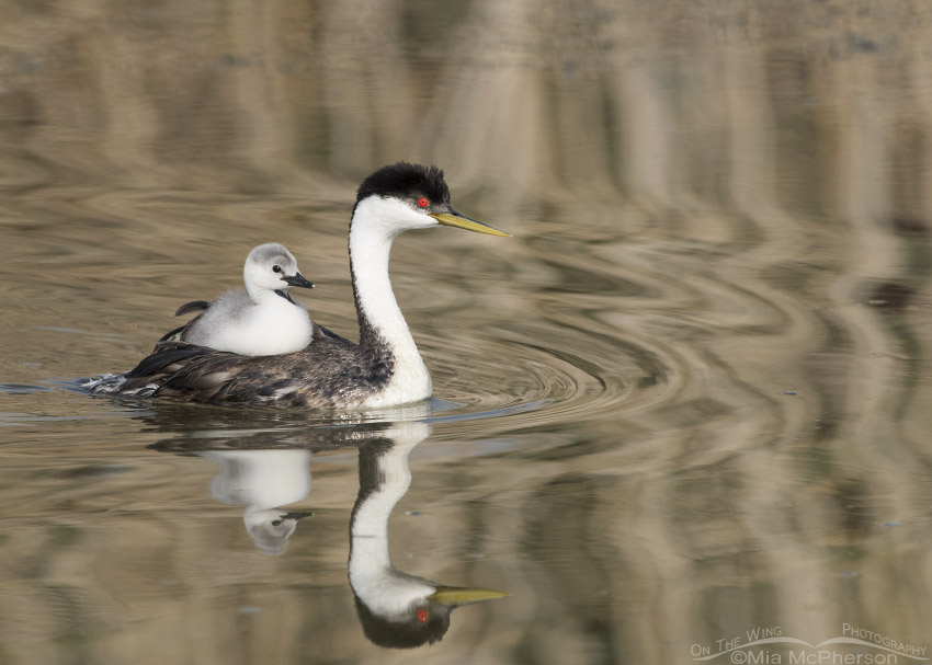 Western Grebe back-brooding its young