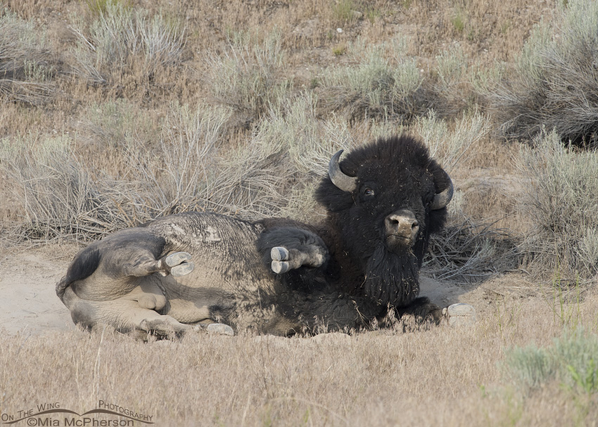 Bison in a dusty wallow