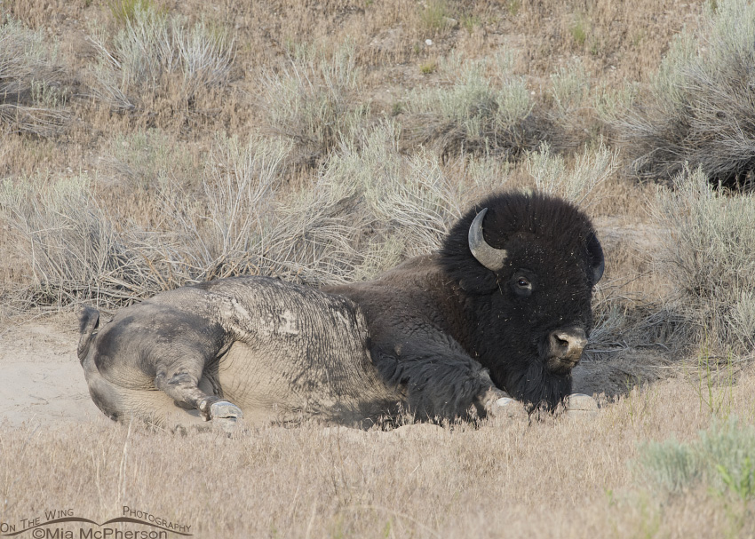 Bison Bull in a wallow