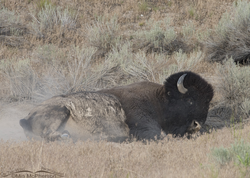 Bison bull enjoying a dust bath