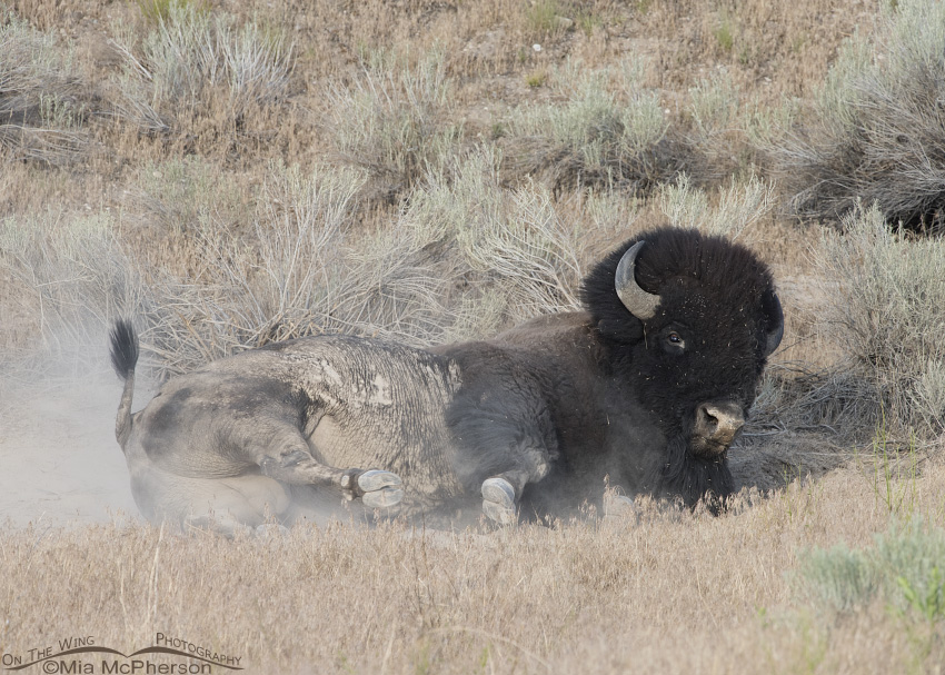 American Bison and dust
