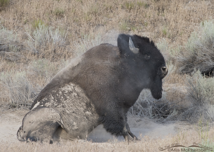 American Bison shaking off the dust